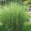 Miscanthus sinensis 'Strictus'