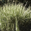 Miscanthus sinensis 'Variegata'