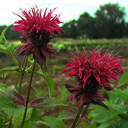 Monarda didyma 'Colrain Red'