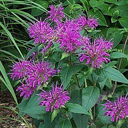 Monarda didyma 'Dark Ponticum'