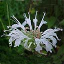 Monarda didyma 'Snow White'