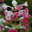 Morina longifolia