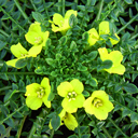 Morisia monanthos (hypogaea)