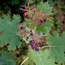 Macleaya microcarpa