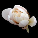 Magnolia kobus var stellata 'Kikuzaki'