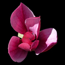 Magnolia liliflora 'Nigra'