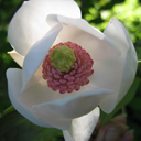 Magnolia sieboldii x macrophylla