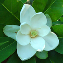 Magnolia virginiana