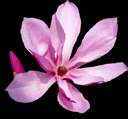 Magnolia x 'Betty'
