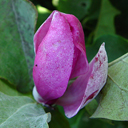 Magnolia x 'Sue' (Arrowhead)