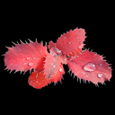 Mahoberberis neubertii