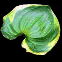 Maianthemum dilatatum 'Baby Moon'