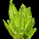 Matteuccia struthiopteris Matteuccia struthiopteris