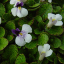 Mazus radicans