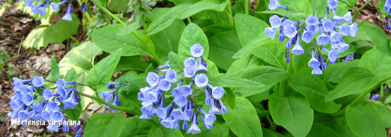 Wildflowers
