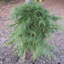 Microbiota decussata 'Jacobsen W.B.'