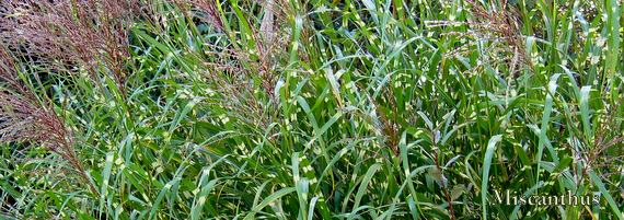 Miscanthus