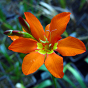 Montbretia securigera