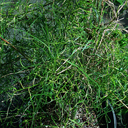 Morus alba 'Itsoguma'