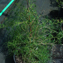 Morus alba 'Nuclear Blast'