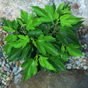 Morus rubra super dwarf ex Tony