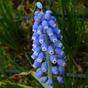 Muscari aucheri
