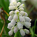 Muscari botryoides �Alba�