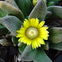 Nananthus aloides