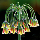 Nectaroscordum siculum