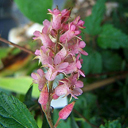 Neillia thibetica