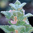 Nepeta phyllochlamys