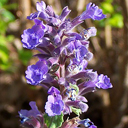 Nepeta x fassenii 'Blue Wonder'