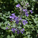 Nepeta x fassenii Select