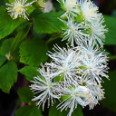 Neviusia alabamensis