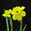 Narcissus assoanus