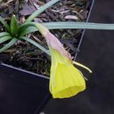 Narcissus bulb. bulbicodium nivalis