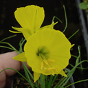 Narcissus bulb. bulbocodium tenuifolius