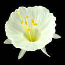 Narcissus cantabricus var. foliosus white & yellow