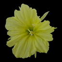 Narcissus cavanillesii Archibald 699.951