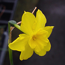 Narcissus cordubensis