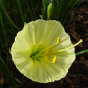 Narcissus ex �Taffeta�
