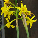 Narcissus fernandesii ex Archibald