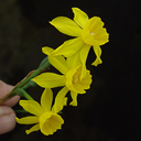 Narcissus minor
