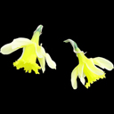 Narcissus nevadensis ex Archibald
