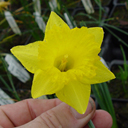 Narcissus obvallaris ex Archibald ex Wales