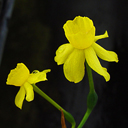 Narcissus requenii ex holubec