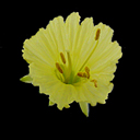 Narcissus romieuxii hyb
