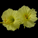 Narcissus romieuxii mesatlanticus