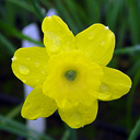 Narcissus rupicola