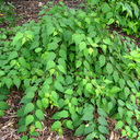 Neillia affinis